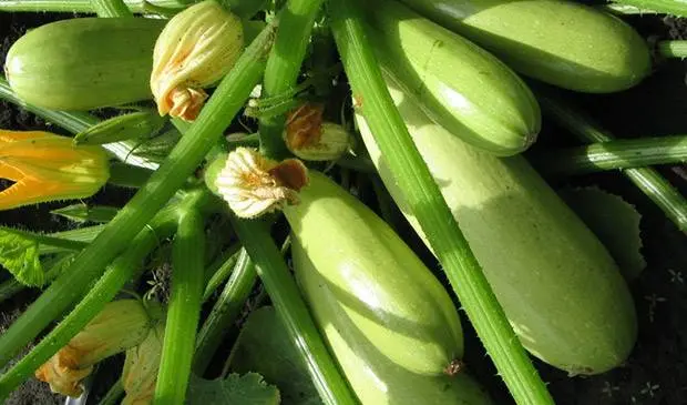 The best productive varieties of bush zucchini