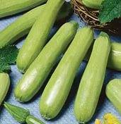 The best productive varieties of bush zucchini