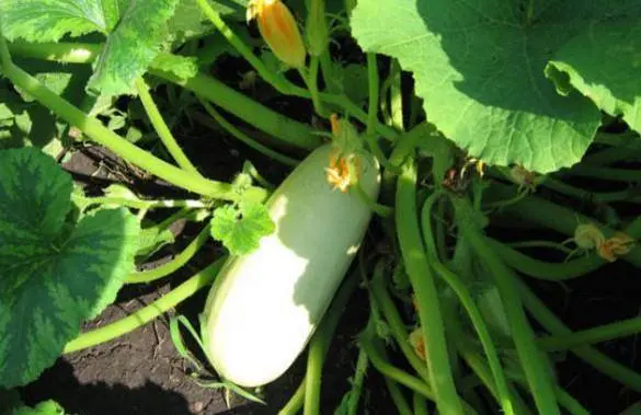 The best productive varieties of bush zucchini