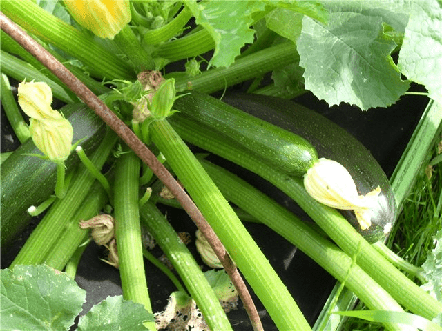 The best productive varieties of bush zucchini