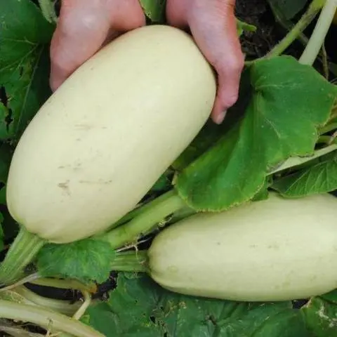 The best productive varieties of bush zucchini