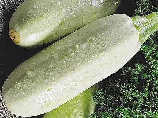 The best productive varieties of bush zucchini