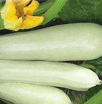 The best productive varieties of bush zucchini