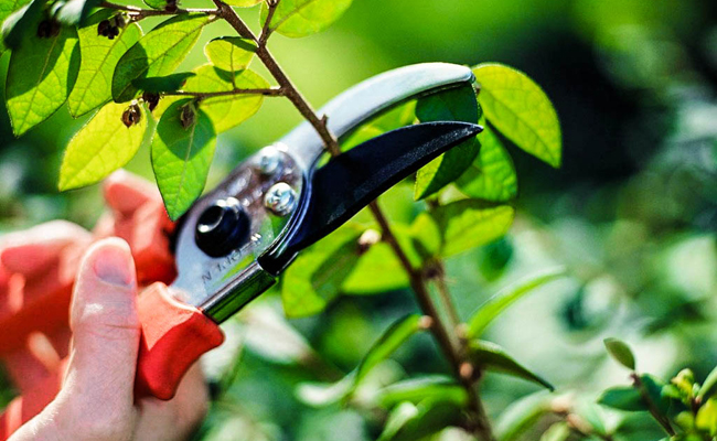 The best secateurs 2022: rating of models and types (secateurs, garden shears, delimbers), all the subtleties of choosing tools