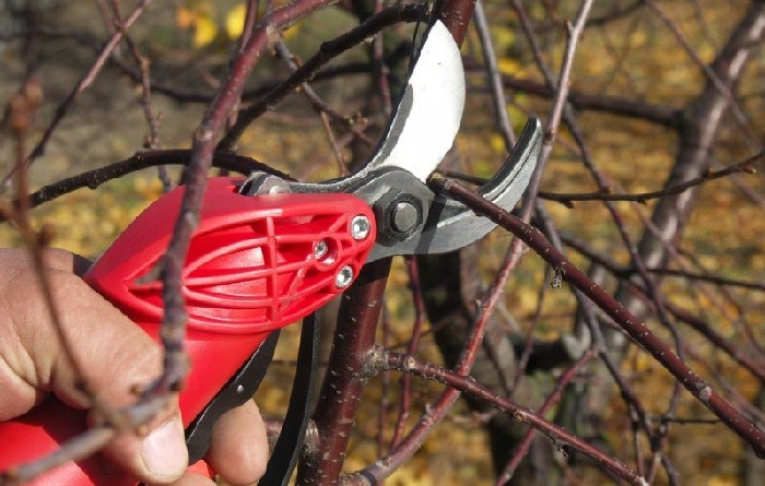 The best secateurs 2022: rating of models and types (secateurs, garden shears, delimbers), all the subtleties of choosing tools