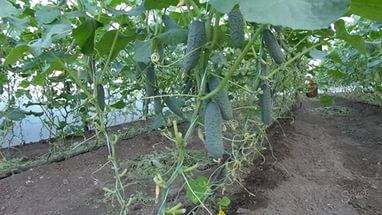 The best self-pollinated varieties of cucumbers for the greenhouse