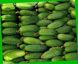 The best self-pollinated varieties of cucumbers for the greenhouse