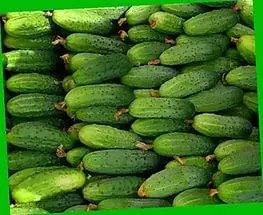 The best self-pollinated varieties of cucumbers for the greenhouse