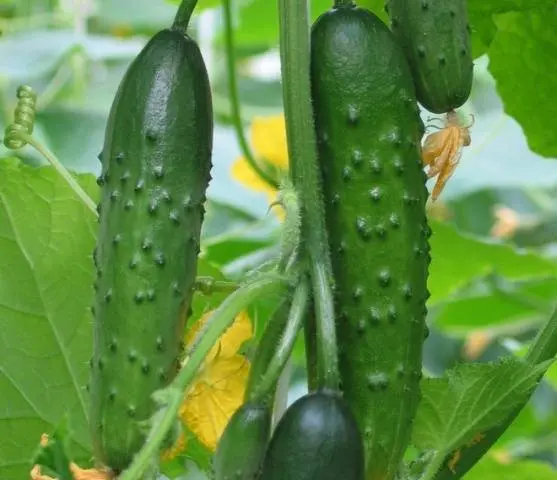 The best self-pollinated varieties of cucumbers for the greenhouse