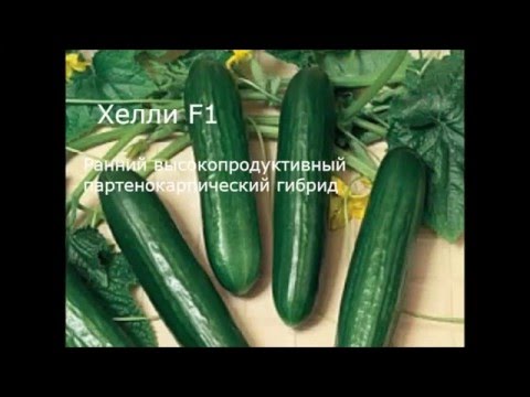 The best self-pollinated varieties of cucumbers for the greenhouse