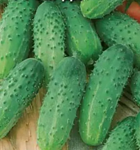 The best self-pollinated varieties of cucumbers for the greenhouse