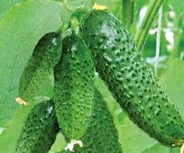 The best self-pollinated varieties of cucumbers for the greenhouse