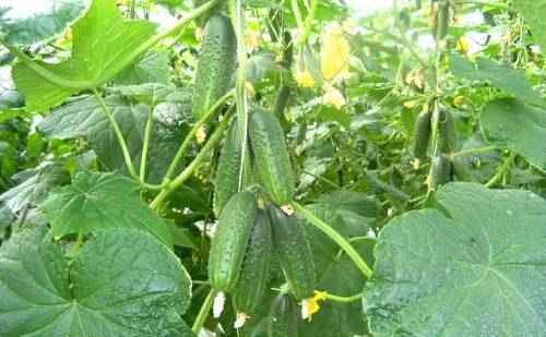 The best self-pollinated varieties of cucumbers for the greenhouse