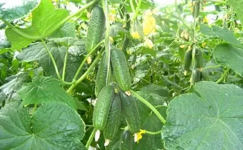 The best self-pollinated varieties of cucumbers for the greenhouse