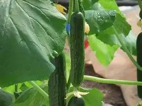 The best self-pollinated varieties of cucumbers for the greenhouse