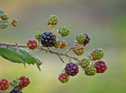 The best sorts of blackberry