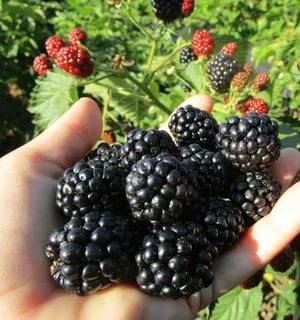 The best sorts of blackberry