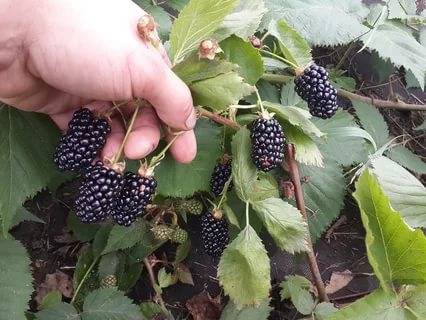 The best sorts of blackberry