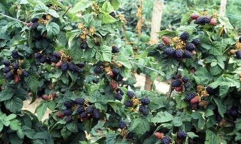 The best sorts of blackberry