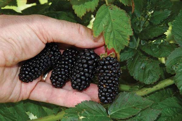 The best sorts of blackberry