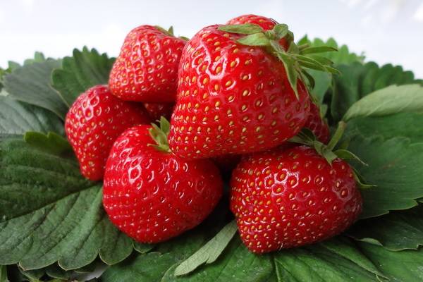 The best strawberries for the Moscow region: reviews