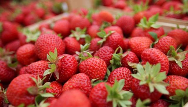 The best strawberries for the Moscow region: reviews