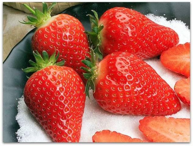 The best strawberries for the Moscow region: reviews