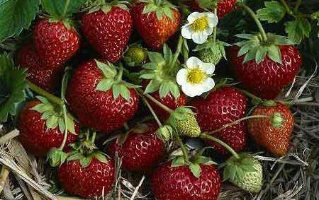 The best strawberries for the Moscow region: reviews