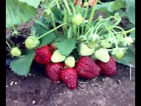 The best strawberries for the Moscow region: reviews