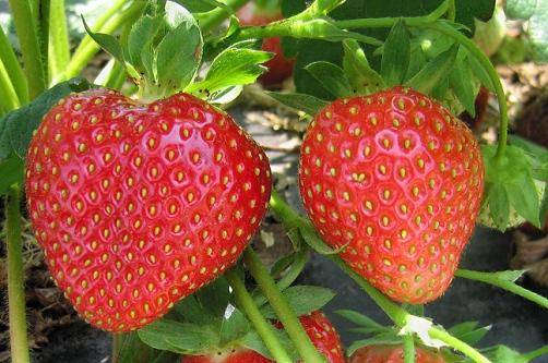 The best strawberries for the Moscow region: reviews