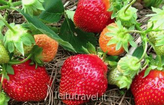 The best strawberries for the Moscow region: reviews