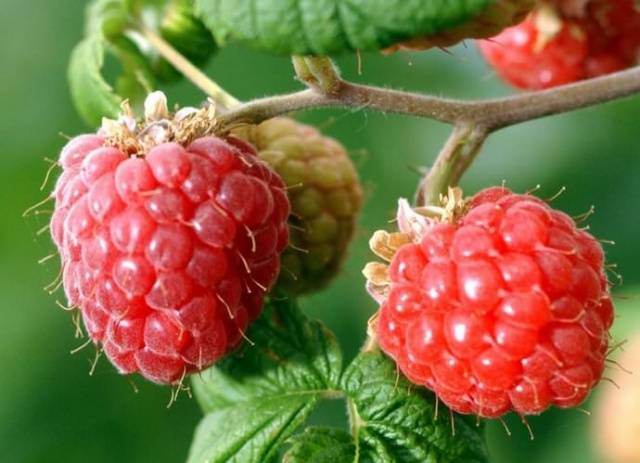 The best sweet raspberry varieties for Siberia