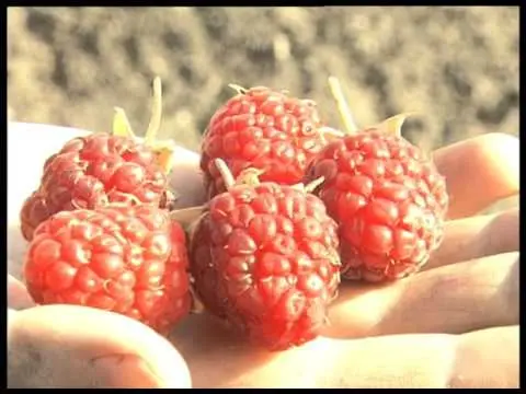 The best sweet raspberry varieties for Siberia