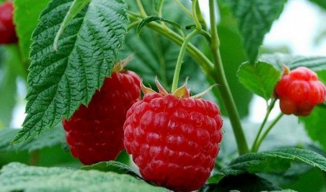 The best sweet raspberry varieties for Siberia