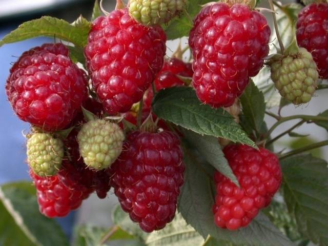 The best sweet raspberry varieties for Siberia