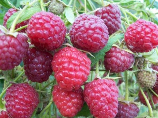 The best sweet raspberry varieties for Siberia