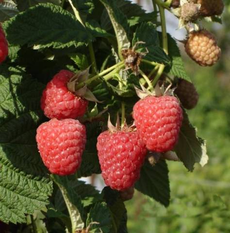 The best sweet raspberry varieties for Siberia