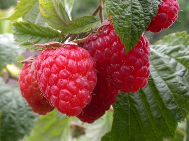 The best sweet raspberry varieties for Siberia