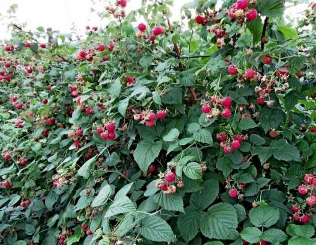 The best sweet raspberry varieties for Siberia