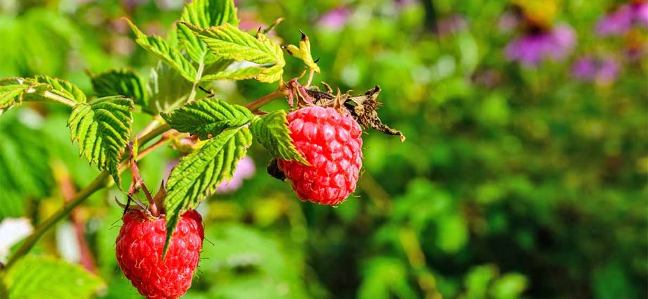 The best sweet raspberry varieties for Siberia