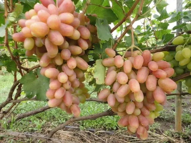 The best table grapes