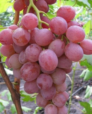 The best table grapes