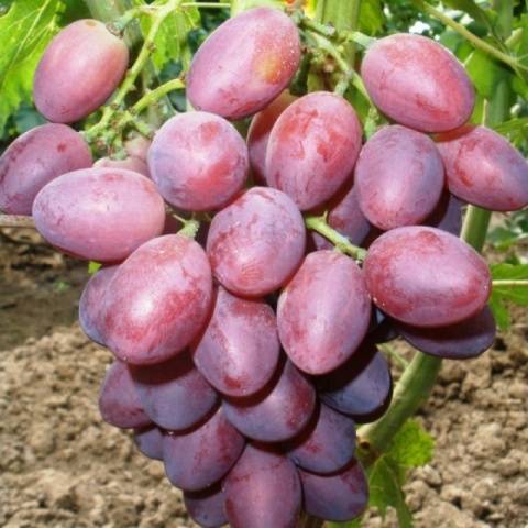 The best table grapes