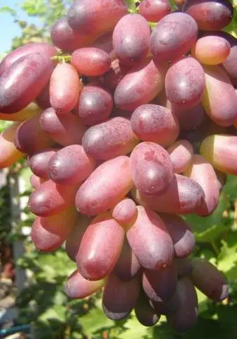 The best table grapes