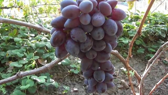 The best table grapes