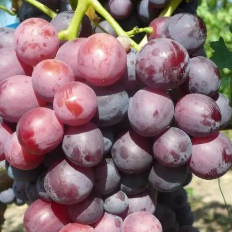 The best table grapes