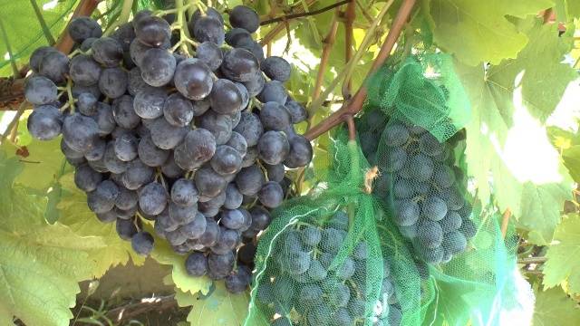 The best table grapes