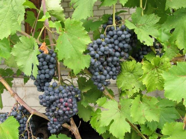 The best table grapes