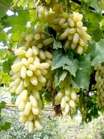 The best table grapes