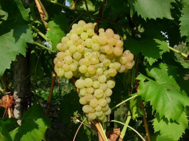 The best table grapes